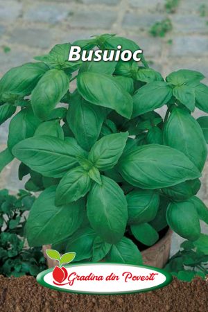 Seminte Busuioc Gradina din Povesti