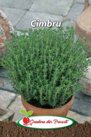Seminte Cimbru Gradina din Povesti