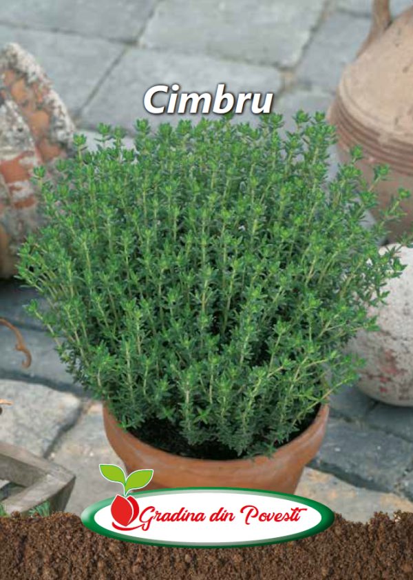 Seminte Cimbru Gradina din Povesti