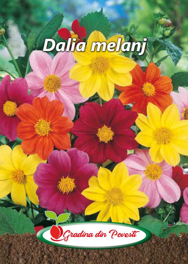 Seminte Dalia Gradina din Povesti