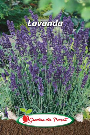 Seminte Lavanda Gradina din Povesti
