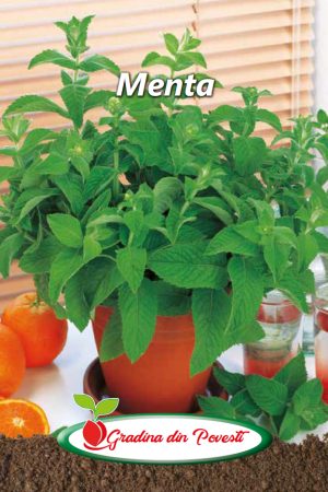 Seminte Menta Gradina din Povesti