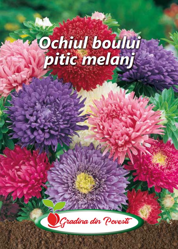 Seminte Ochiul Boului Pitic Gradina din Povesti