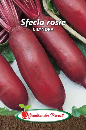 Seminte Sfecla Rosie Cilyndra Gradina din Povesti